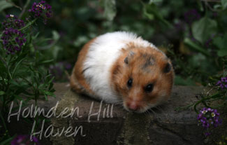 Starla- Golden Tortoiseshell and White (Banded) Satin Shorthaired